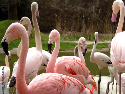 Vászonkép Flamingos