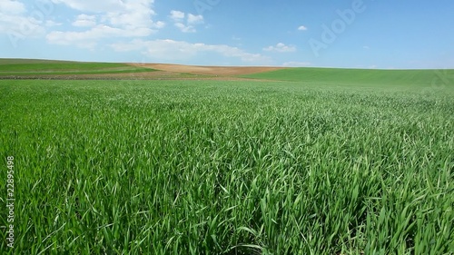 Wheat field in spring, blue sky with cumulus clouds