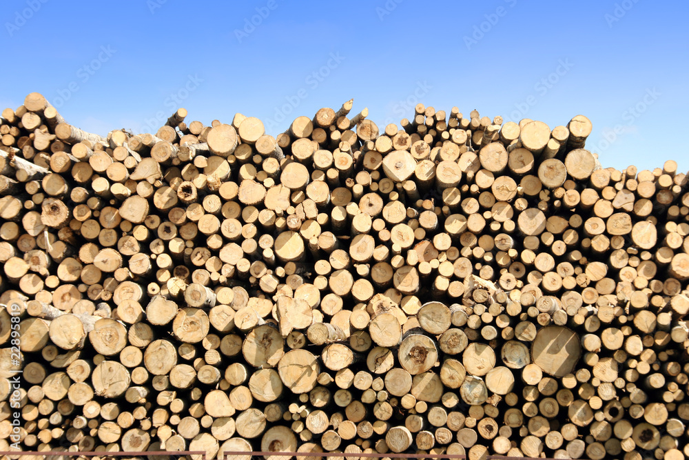 timber pile