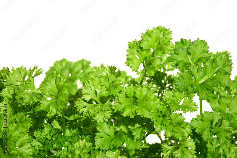 Parsley on white. Parsley on white.