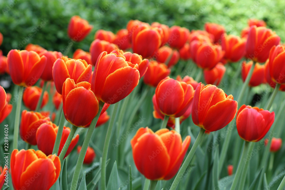 Obraz premium Tulips
