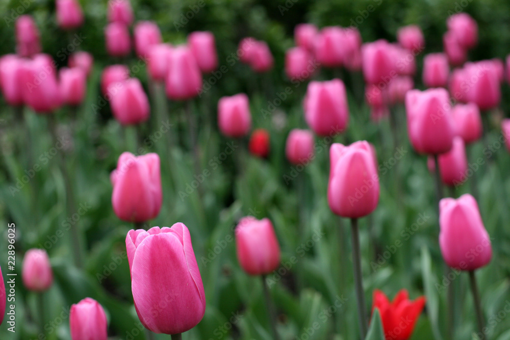 Tulips