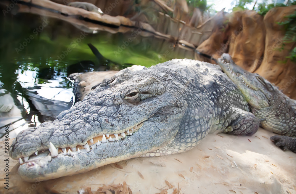 Obraz premium crocodils