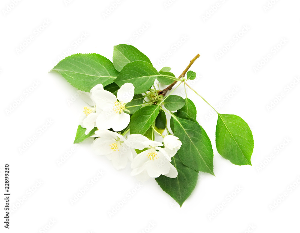Apple blossom isolated on white Apple blossom isolated on white