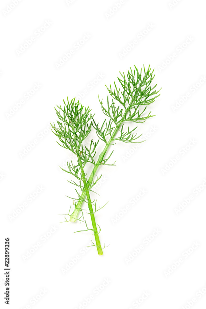 Fototapeta premium Grass isolated on the white background