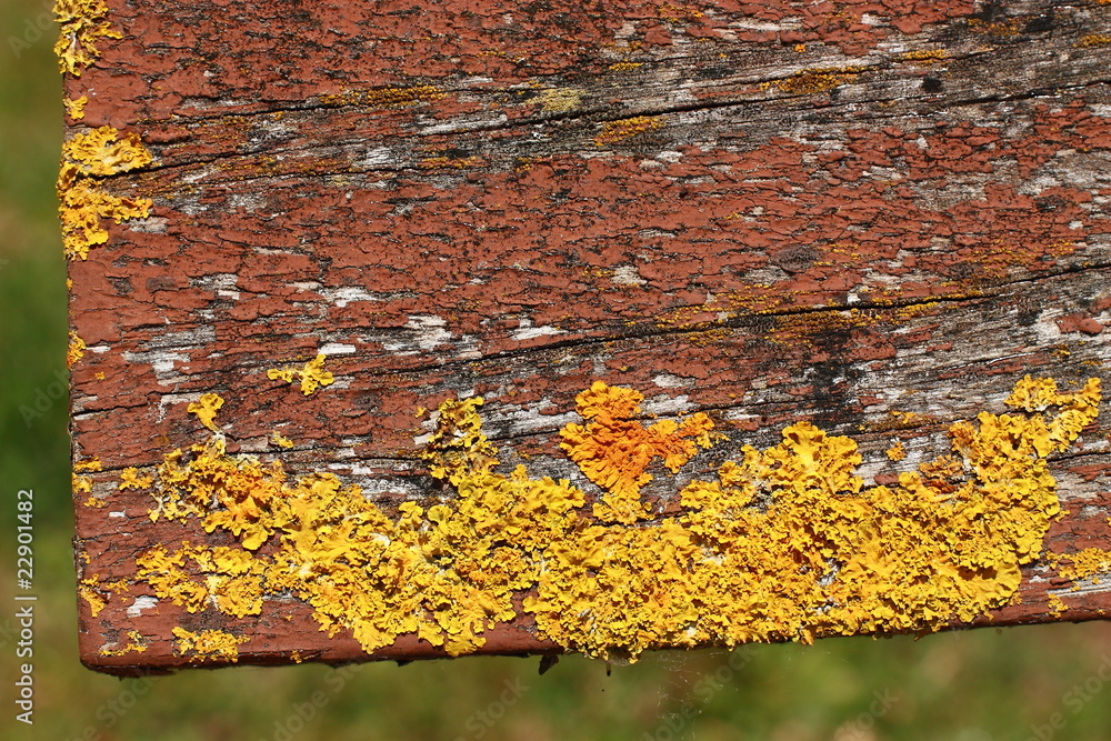 Moisissure jaune Moisissure jaune