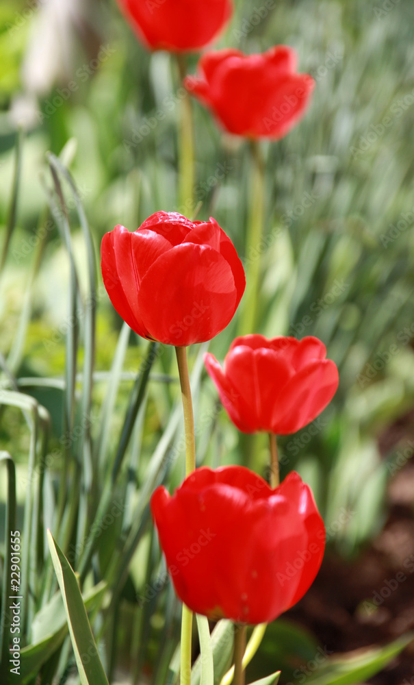 Fototapeta premium Spring tulip