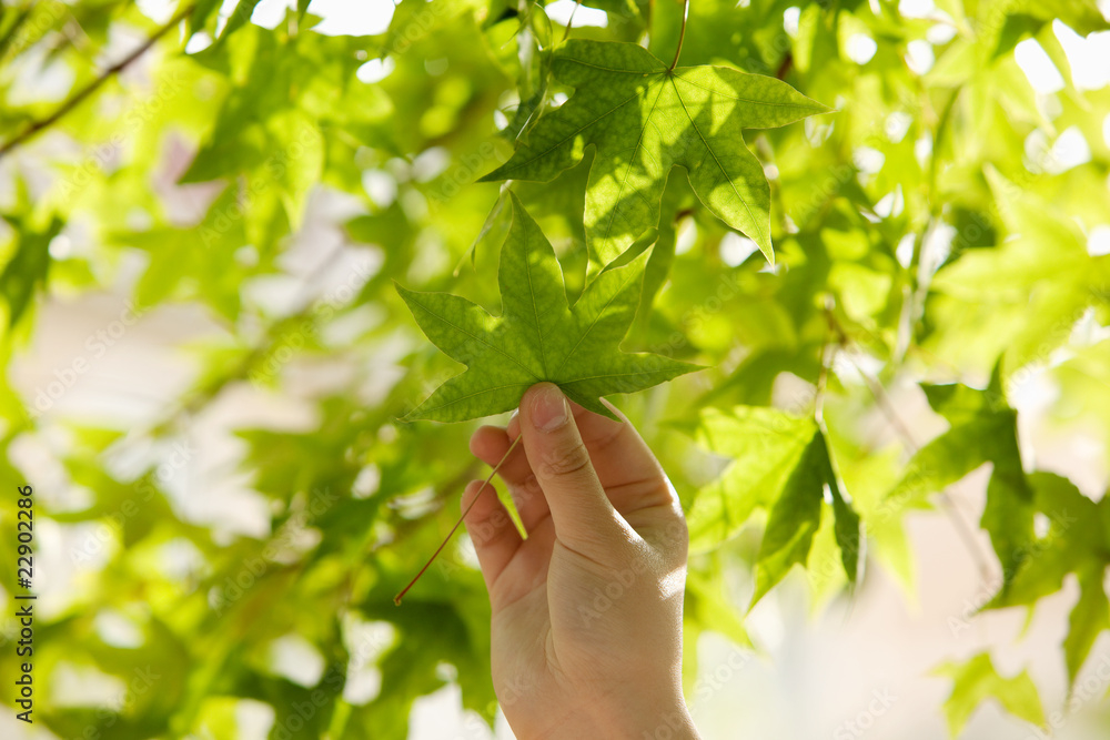 maple maple
