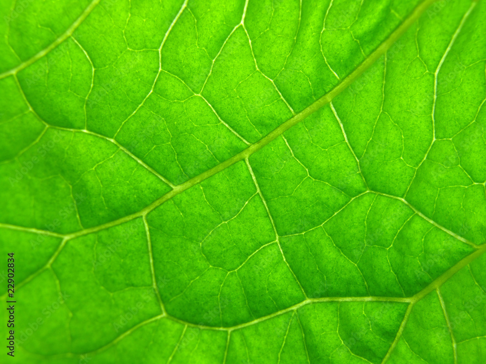 green leaf texture green leaf texture