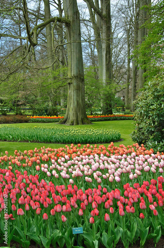 Parc des tulipes