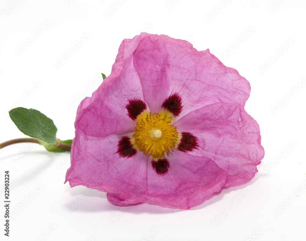 Fototapeta premium kwiat czystka