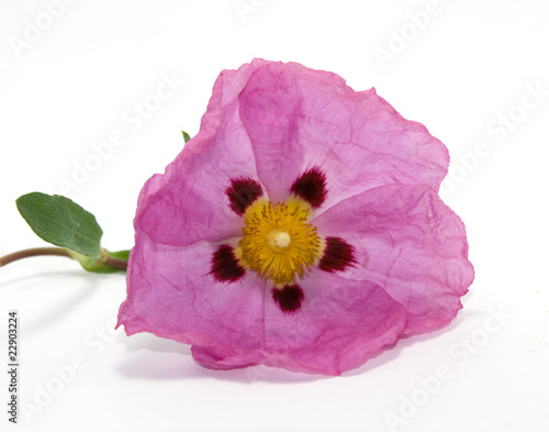 fleur de ciste photo