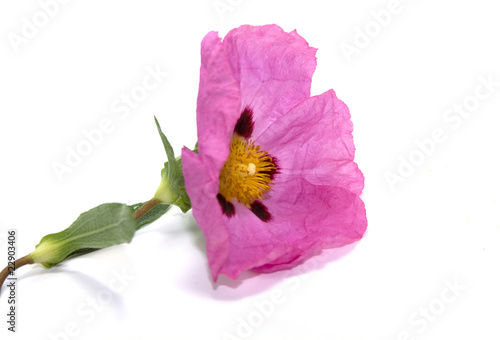 fleur de ciste photo