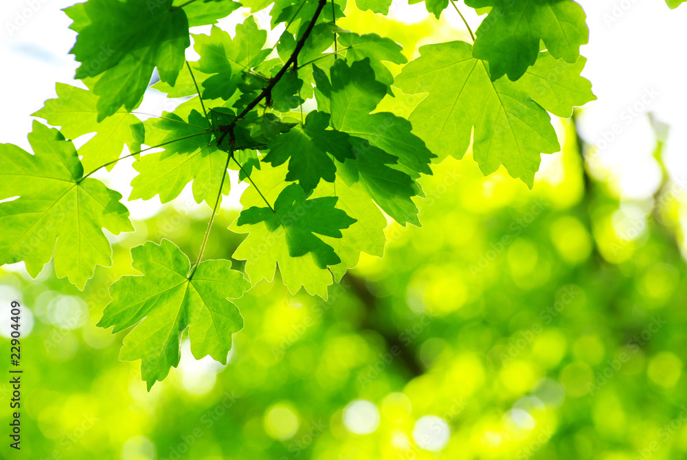 Fototapeta premium green leaves