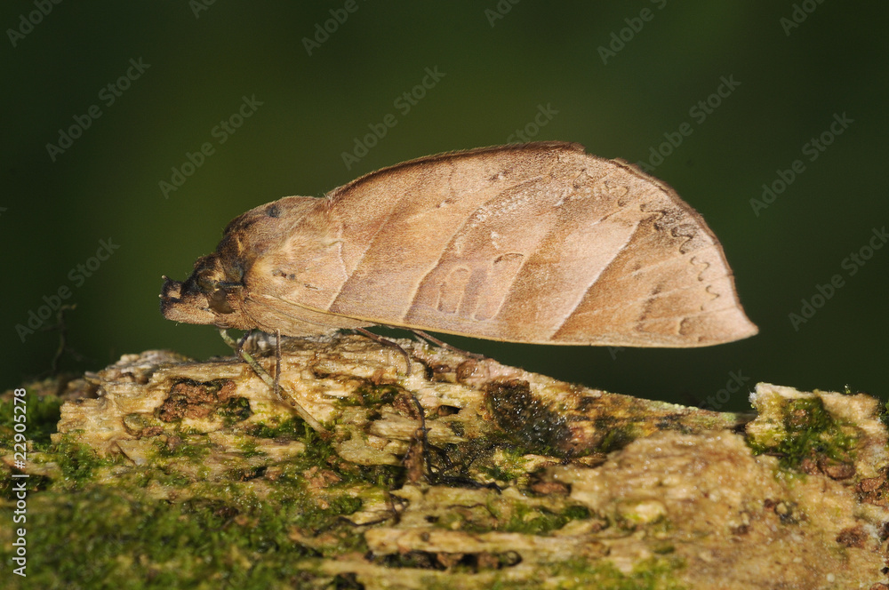falena falena