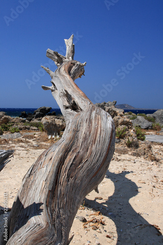creta tronco sulla spiaggia