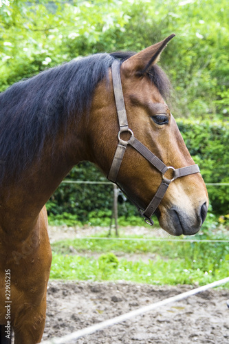 profilo di cavallo