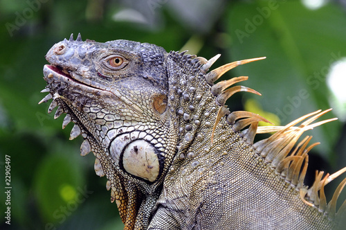 iguana photo