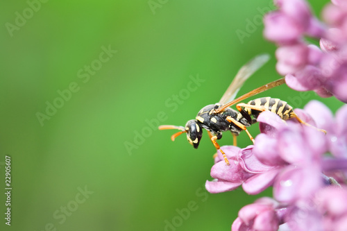 wasp
