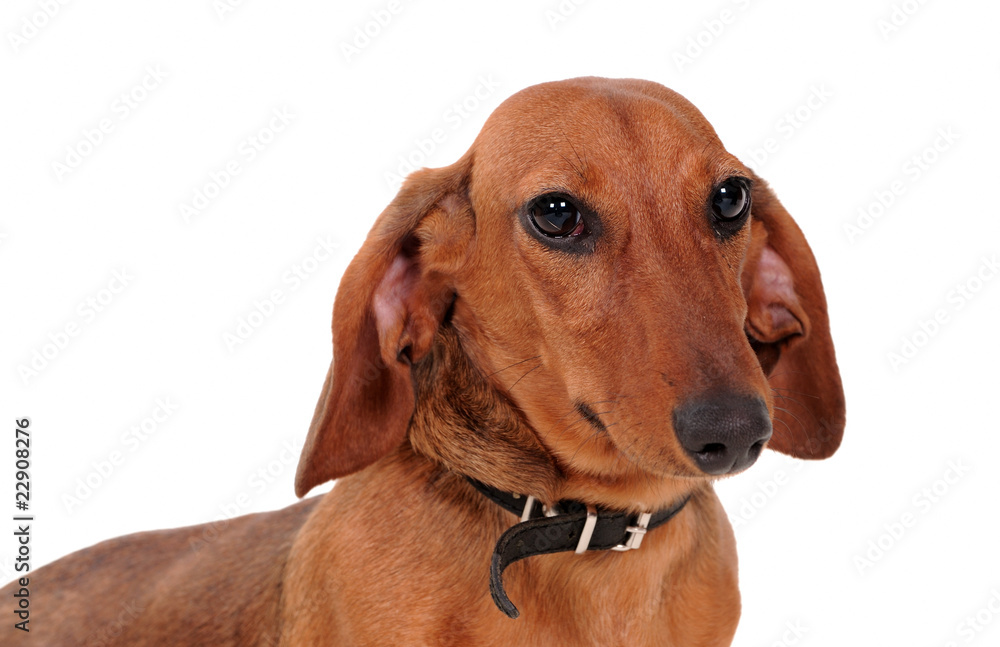 Portrait Of The dachshund Dog Isolated On White
