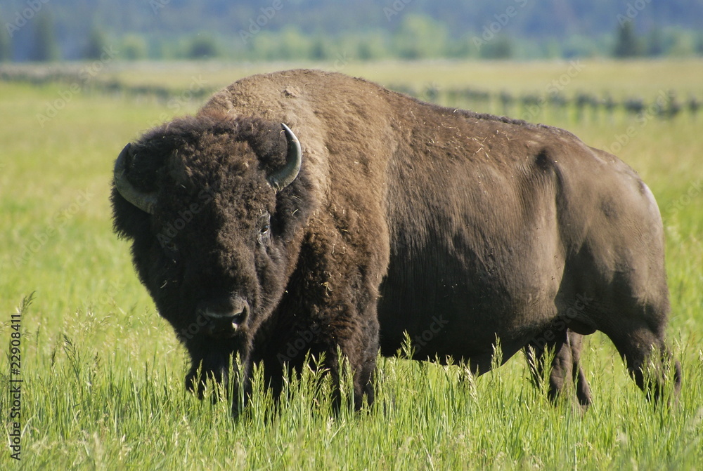 Bison grazing in Grand Teton national park Bison grazing in Grand Teton national park