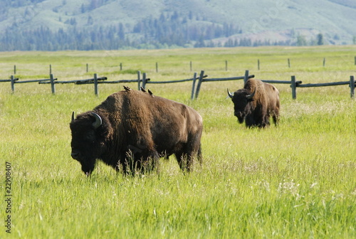 Bisons grazing in Grand Teton national park