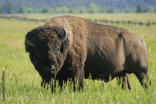 Bison grazing in Grand Teton national park