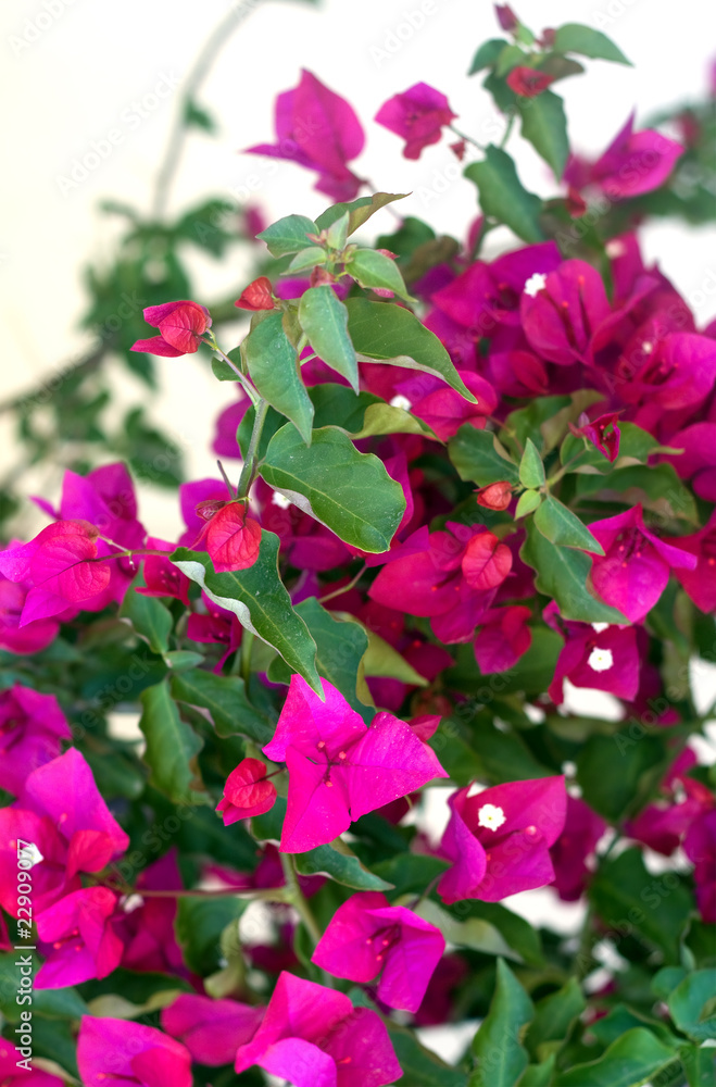 Bougainvillea Flowers Bougainvillea Flowers