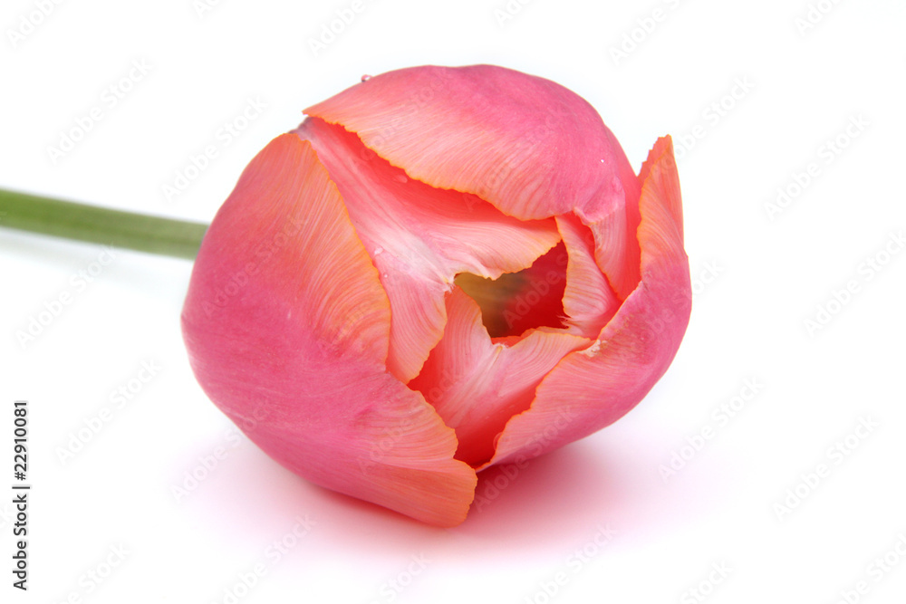 tulipe tulipe