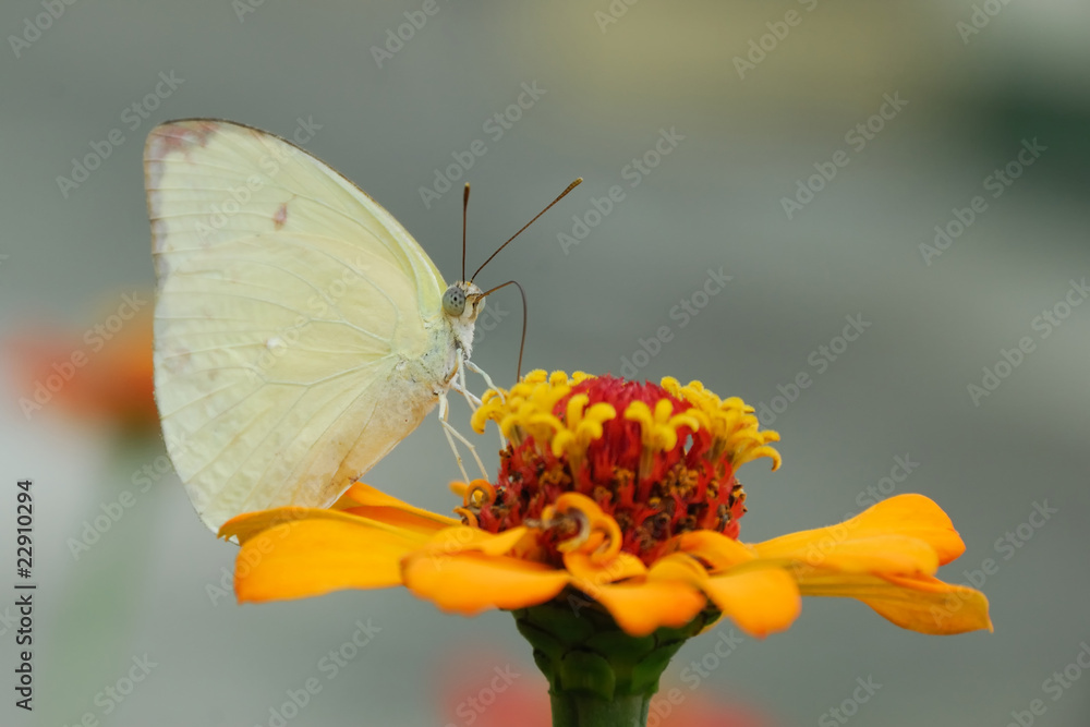 Naklejka premium Phoebis sennae marcellina - (Cloudless sulphur)