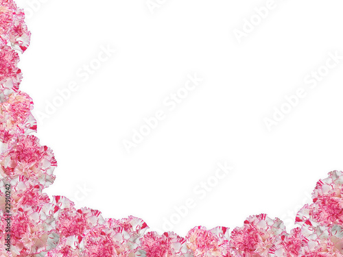 Variegated Carnations Frame