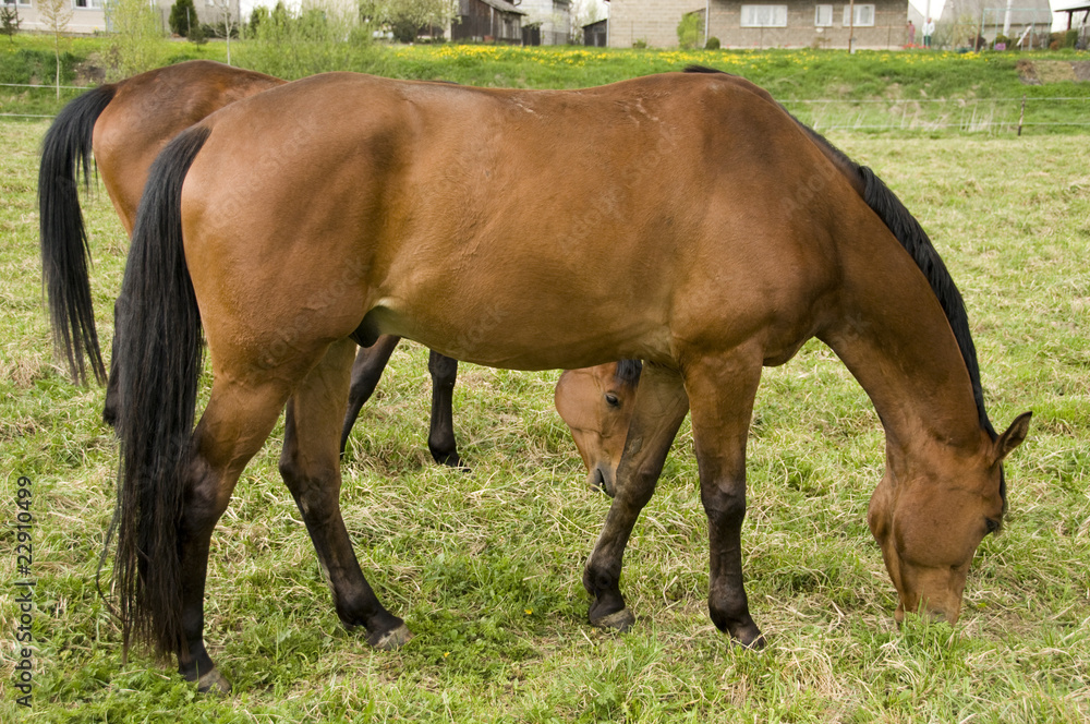 Obraz premium english horse race