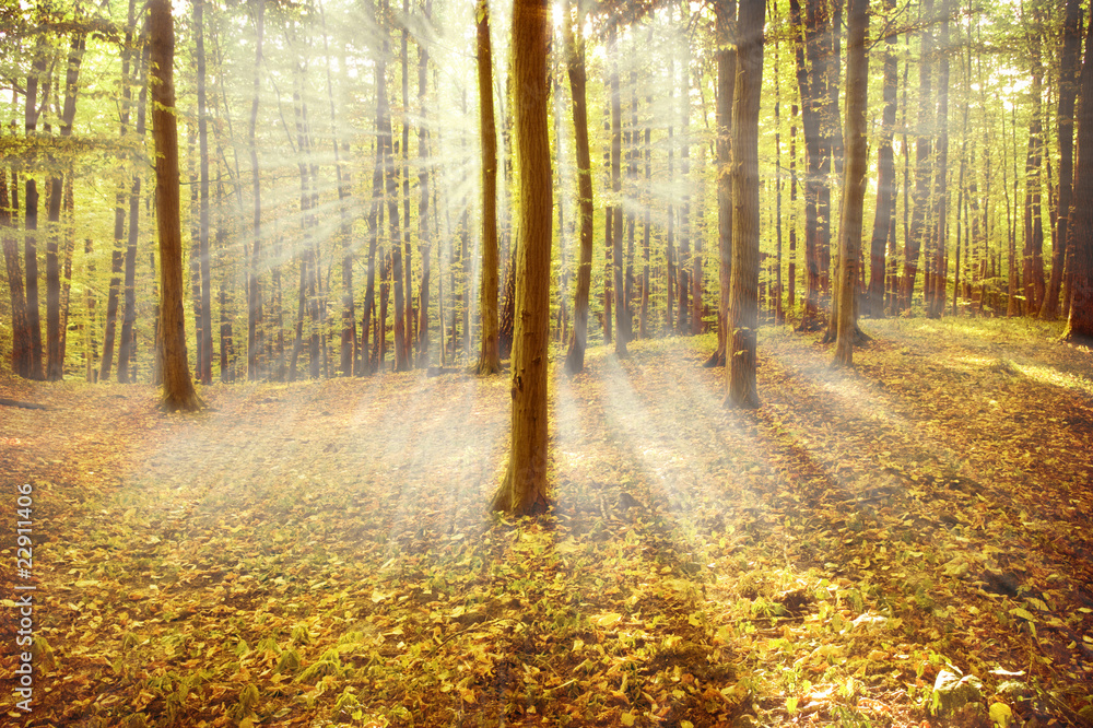 Fototapeta premium Forest