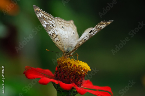 Anartia jatrophae linnaeus photo