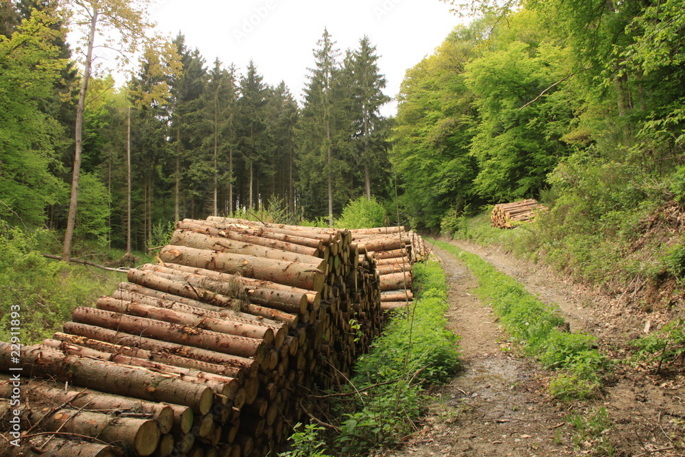 Troncos de madera en el bosque