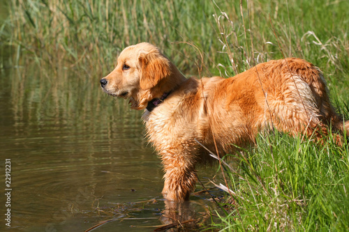 Golden Retriever Standing At Waters Edge
