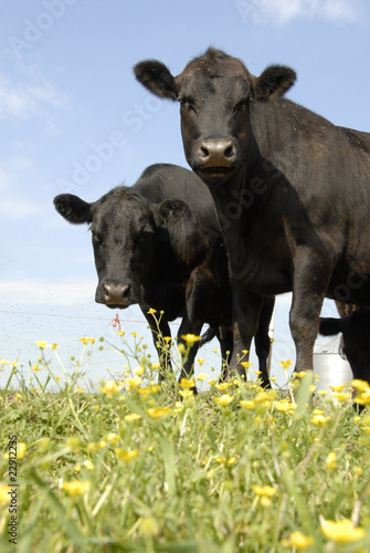 Black Angus and Buttercup photo
