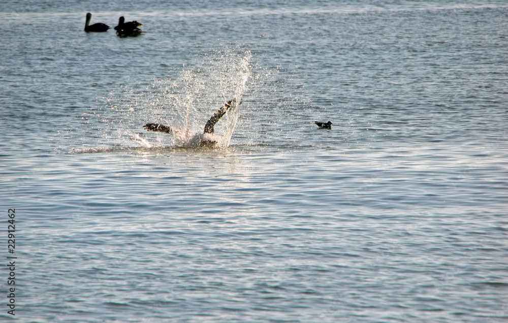 Obraz premium Pelican