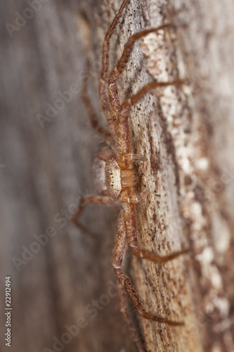 Camouflaged spider on wood. Extreme close-up.