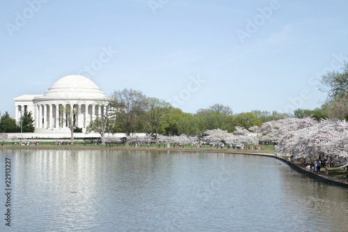 Jefferson Memorial Cherry Blossoms