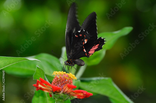 Parides iphidamas - (Iphidamas Cattleheart) photo