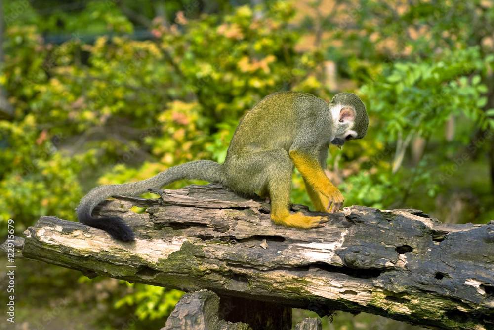 Obraz premium Common squirrel monkey