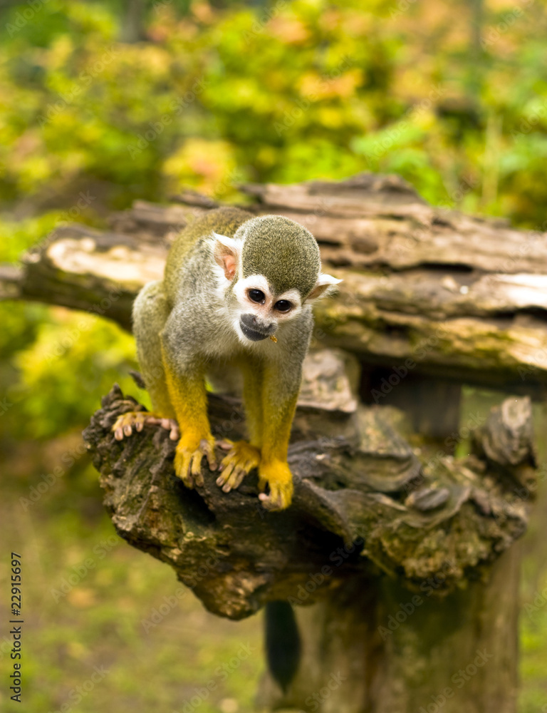 Obraz premium Common squirrel monkey
