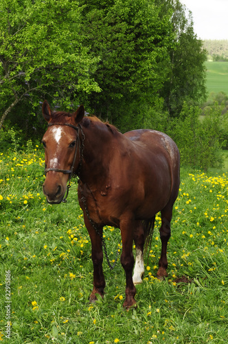 Horse Grazing on Pasture