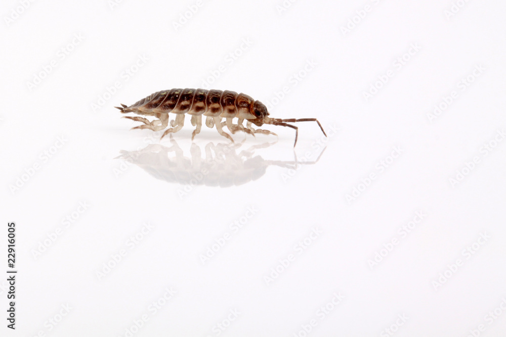 Tierchen mit Panzer Tierchen mit Panzer