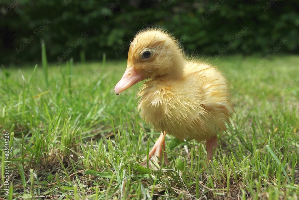 small duck small duck