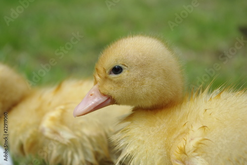 small duck