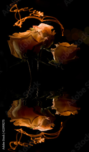 three roses in dark with reflection