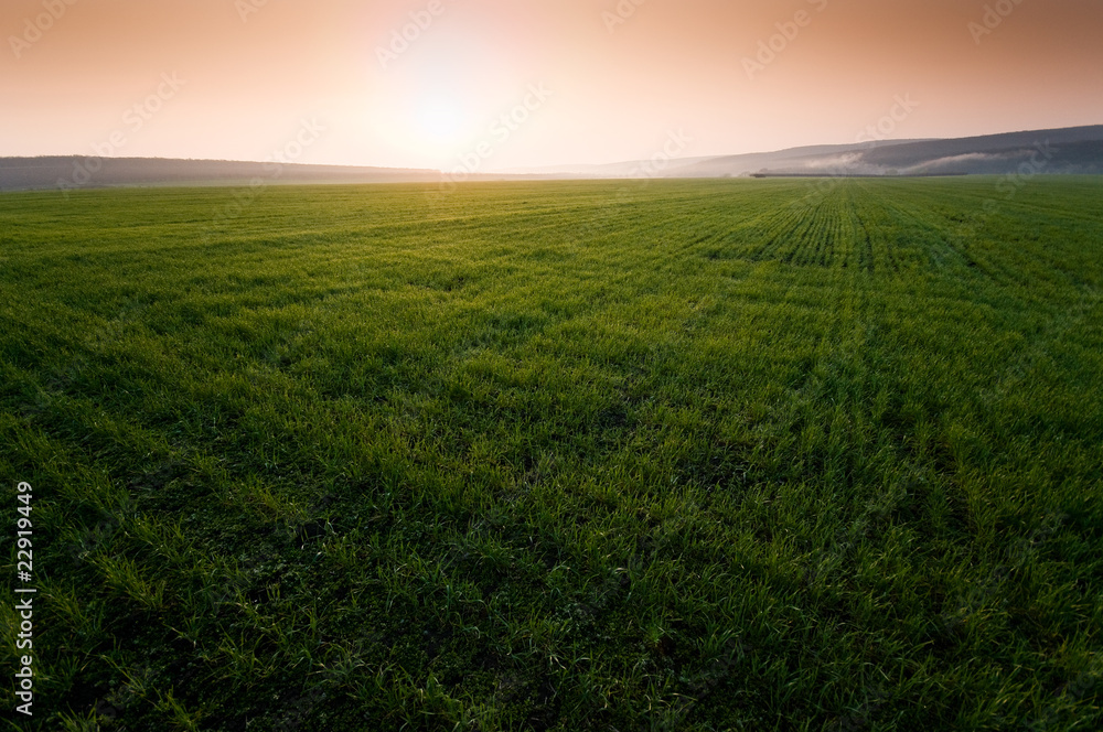 Obraz premium Green field with perfect grass