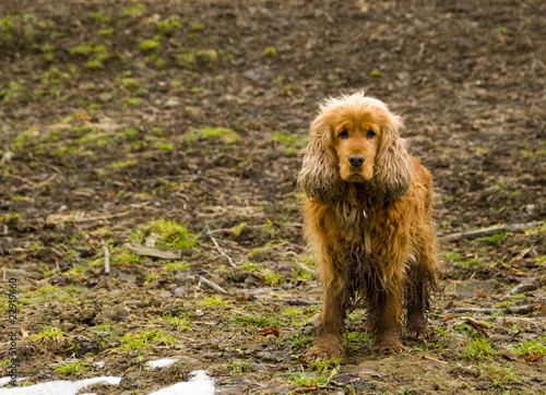 Wallpaper Mural Cocker Spaniel Torontodigital.ca